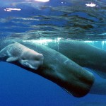 SPERM WHALES