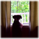doggy-in-the-window