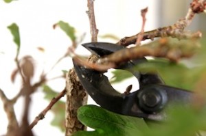 prune-concave-cutter