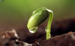 plant,
