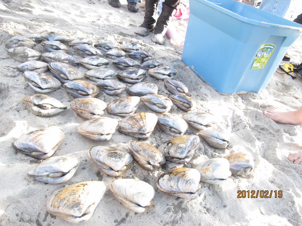 winter vision clamming 174
