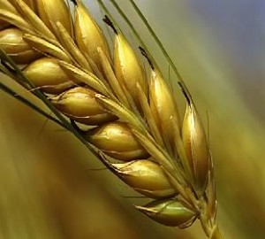 grainofwheat
